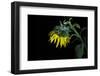 Sunflower-Heidi Westum-Framed Photographic Print