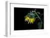 Sunflower-Heidi Westum-Framed Photographic Print