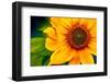 Sunflower-Ursula Abresch-Framed Photographic Print