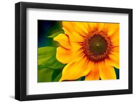 Sunflower-Ursula Abresch-Framed Photographic Print