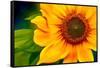 Sunflower-Ursula Abresch-Framed Stretched Canvas