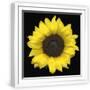 White Frame