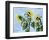 Sunflowers, 1996-Cristiana Angelini-Framed Giclee Print