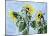 Sunflowers, 1996-Cristiana Angelini-Mounted Giclee Print