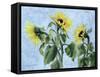 Sunflowers, 1996-Cristiana Angelini-Framed Stretched Canvas