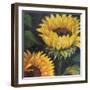 Sunflowers, 2016-Margo Starkey-Framed Giclee Print