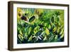 Sunflowers 63-Pol Ledent-Framed Premium Giclee Print