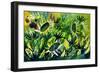 Sunflowers 63-Pol Ledent-Framed Premium Giclee Print