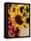 Sunflowers and Apples, the Hamptons, Long Island, New York State, USA-Robert Harding-Framed Stretched Canvas