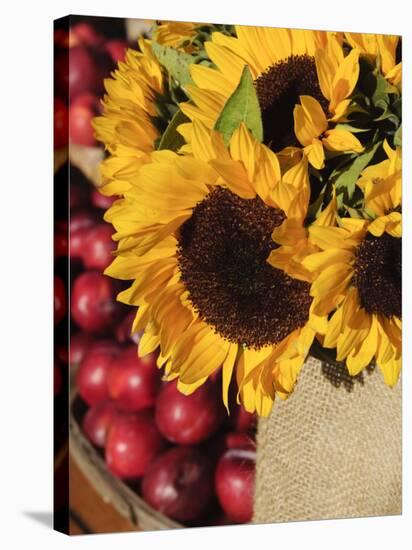 Sunflowers and Apples, the Hamptons, Long Island, New York State, USA-Robert Harding-Stretched Canvas