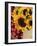 Sunflowers and Apples, the Hamptons, Long Island, New York State, USA-Robert Harding-Framed Photographic Print