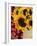 Sunflowers and Apples, the Hamptons, Long Island, New York State, USA-Robert Harding-Framed Photographic Print