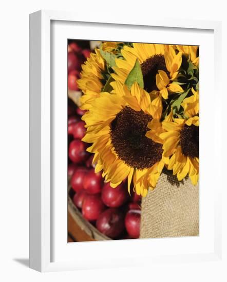 Sunflowers and Apples, the Hamptons, Long Island, New York State, USA-Robert Harding-Framed Photographic Print