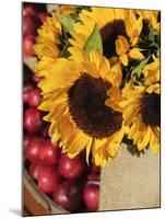 Sunflowers and Apples, the Hamptons, Long Island, New York State, USA-Robert Harding-Mounted Photographic Print