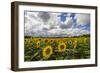 Sunflowers and clouds in the rural landscape of Senigallia, Province of Ancona, Marche, Italy-Roberto Moiola-Framed Photographic Print