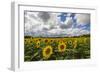 Sunflowers and clouds in the rural landscape of Senigallia, Province of Ancona, Marche, Italy-Roberto Moiola-Framed Photographic Print