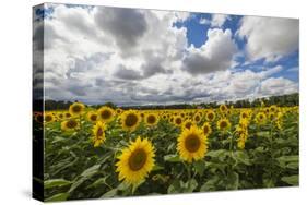 Sunflowers and clouds in the rural landscape of Senigallia, Province of Ancona, Marche, Italy-Roberto Moiola-Stretched Canvas