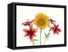 Sunflowers and lilies against white background-Panoramic Images-Framed Stretched Canvas