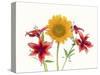 Sunflowers and lilies against white background-Panoramic Images-Stretched Canvas