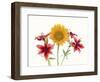 Sunflowers and lilies against white background-Panoramic Images-Framed Photographic Print