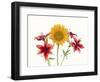 Sunflowers and lilies against white background-Panoramic Images-Framed Photographic Print