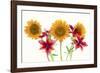 Sunflowers and lilies against white background-Panoramic Images-Framed Photographic Print