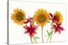 Sunflowers and lilies against white background-Panoramic Images-Stretched Canvas