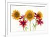 Sunflowers and lilies against white background-Panoramic Images-Framed Photographic Print