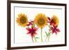 Sunflowers and lilies against white background-Panoramic Images-Framed Photographic Print