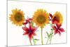 Sunflowers and lilies against white background-Panoramic Images-Mounted Photographic Print