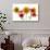 Sunflowers and lilies against white background-Panoramic Images-Photographic Print displayed on a wall