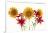 Sunflowers and lilies against white background-Panoramic Images-Framed Photographic Print