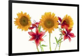 Sunflowers and lilies against white background-Panoramic Images-Framed Photographic Print