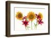 Sunflowers and lilies against white background-Panoramic Images-Framed Photographic Print