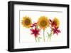 Sunflowers and lilies against white background-Panoramic Images-Framed Photographic Print