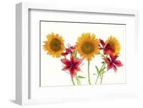 Sunflowers and lilies against white background-Panoramic Images-Framed Photographic Print