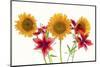 Sunflowers and lilies against white background-Panoramic Images-Mounted Photographic Print