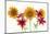 Sunflowers and lilies against white background-Panoramic Images-Mounted Photographic Print