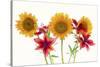 Sunflowers and lilies against white background-Panoramic Images-Stretched Canvas