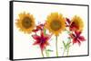 Sunflowers and lilies against white background-Panoramic Images-Framed Stretched Canvas