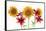 Sunflowers and lilies against white background-Panoramic Images-Framed Stretched Canvas