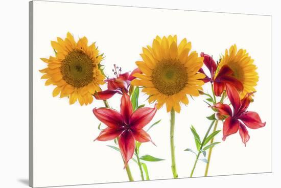 Sunflowers and lilies against white background-Panoramic Images-Stretched Canvas