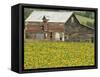 Sunflowers and Old Barn, near Oamaru, North Otago, South Island, New Zealand-David Wall-Framed Stretched Canvas