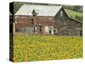 Sunflowers and Old Barn, near Oamaru, North Otago, South Island, New Zealand-David Wall-Stretched Canvas