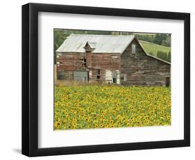 Sunflowers and Old Barn, near Oamaru, North Otago, South Island, New Zealand-David Wall-Framed Photographic Print