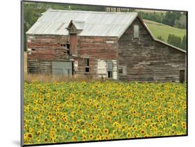 Sunflowers and Old Barn, near Oamaru, North Otago, South Island, New Zealand-David Wall-Mounted Photographic Print