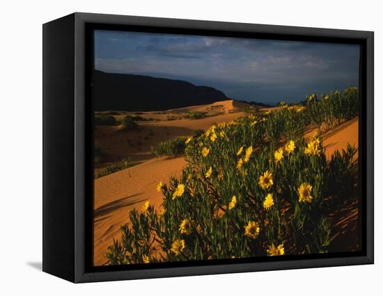 Sunflowers and Sand Dunes-James Randklev-Framed Stretched Canvas