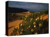 Sunflowers and Sand Dunes-James Randklev-Stretched Canvas