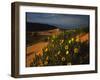 Sunflowers and Sand Dunes-James Randklev-Framed Photographic Print