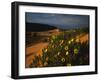 Sunflowers and Sand Dunes-James Randklev-Framed Photographic Print